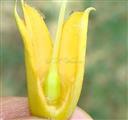  Nectar at base of Calyx tube